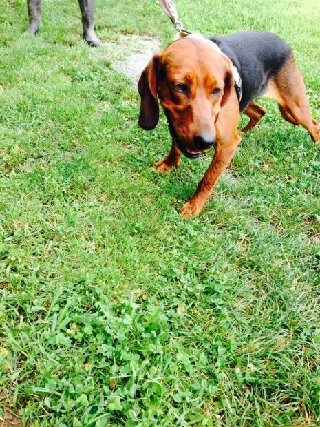 LAILA, segugio italiano - Foto 4