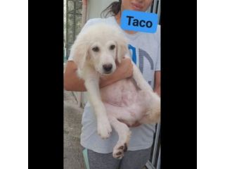 TICO E TACO MERAVIGLIE DI CUCCIOLI IN ADOZIONE