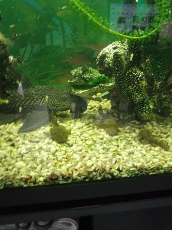 VENDO Pesci pulitore Ancistrus - Ancostrus - Hipostomus - Foto 5
