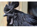 Pulcini uova galline e galli