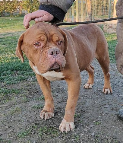 Hego dogue de bordeaux