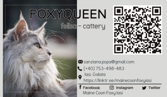 Gattini Maine Coon con pedigree