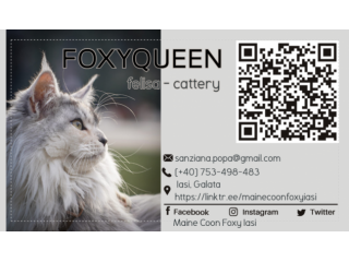 Gattini Maine Coon con pedigree
