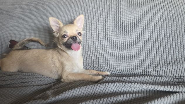 Chihuahua cuccioloni - Foto 3