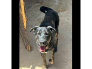 TRONKY UN GIOIOSO COCCOLONE: CANE IN ADOZIONE 1 ANNO
