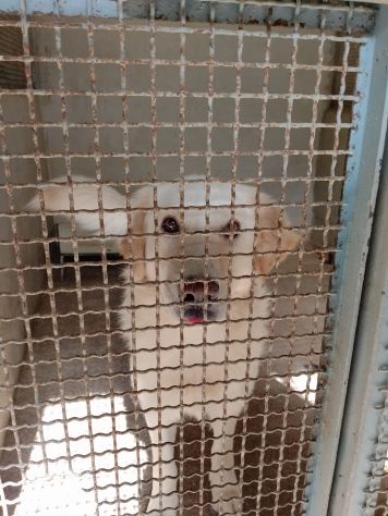 VITO MIX GOLDEN CANE IN ADOZIONE - Foto 8