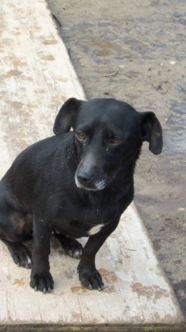 PEPITA, dolce mix bassotto - Foto 2