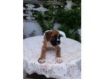 Allevamento e Cuccioli Boxer in Puglia Bari Lecce Taranto Foggia Brindisi