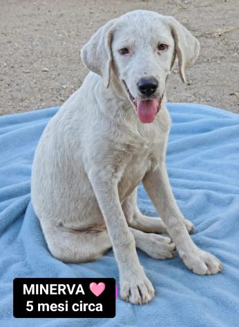 JACK, ATHENA, ARES, MINERVA ed ERCOLE, 5 MESI: CERCANO CASA! - Foto 2