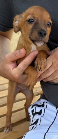 PINSCHER INCROCIO: 2 MESI E MEZZO, CERCANO UNA FAMIGLIA PER SEMPRE!