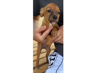 PINSCHER INCROCIO: 2 MESI E MEZZO, CERCANO UNA FAMIGLIA PER SEMPRE!