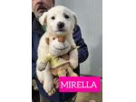 CUCCIOLI 2 MESI taglia media grande