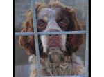 FRODO CACCIATORE DI COCCOLE, SIMIL SRINGER SPANIEL, CAGNOLINO IN ADOZIONE