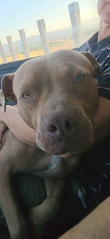 Pitbull Red Nose 2/3anni SALVATA CON 3CUCCIOLE 3MESI.COSENZA - Foto 4