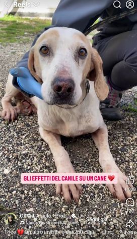 THEO IMPAURITO DAL CANILE CANE IN ADOZIONE