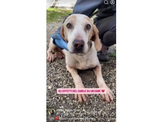 THEO IMPAURITO DAL CANILE CANE IN ADOZIONE