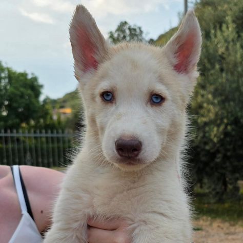 Cuccioli di husky cercano casa - Foto 4