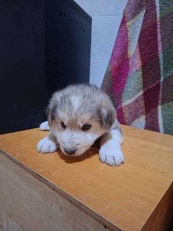 Camillo cucciolo - Foto 3