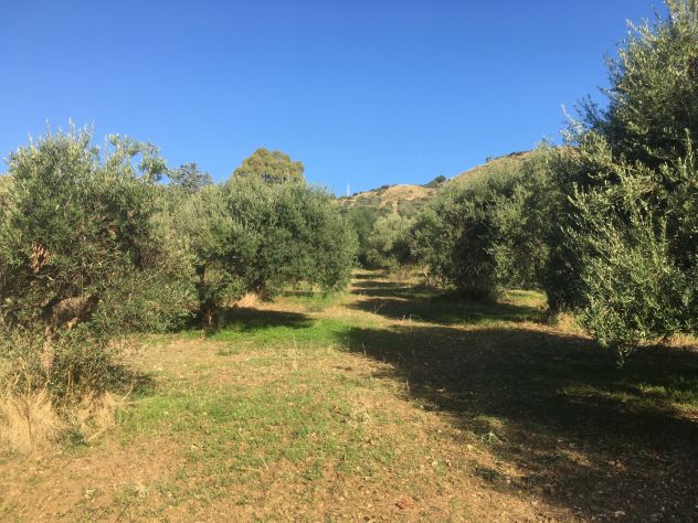 Casteldaccia - CA101 - Terreno in Verde Agricolo - Foto 4