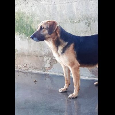 CAGNOLINA DA ADOTTARE - Foto 5