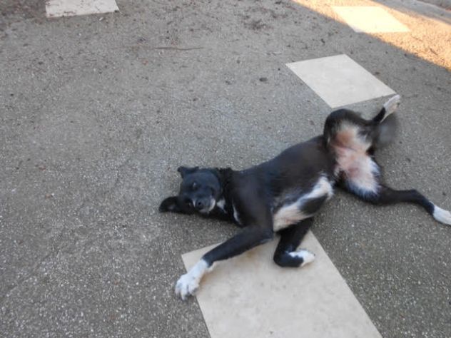 CODINA, dolcissima cagnolina in cerca d'amore - Foto 4