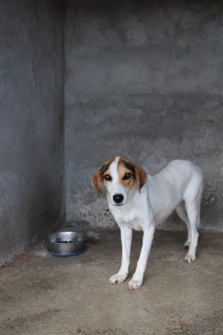 BRENDA 4 ANNI 16/18 KG taglia media contenuta - Foto 3