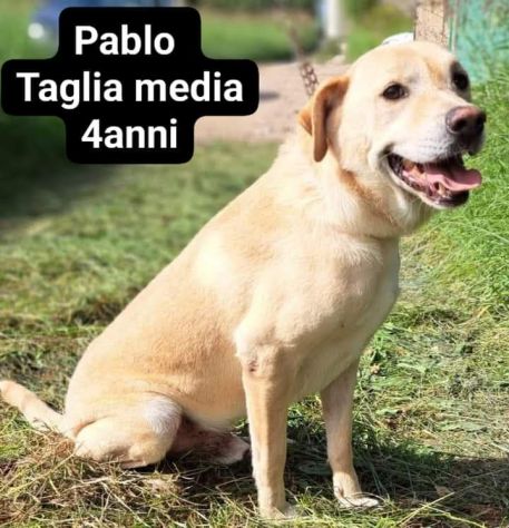 Cagnolini in adozione - Foto 3
