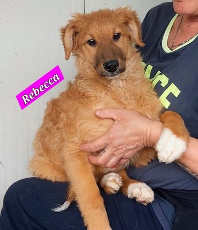 CUCCIOLI IN ADOZIONE - Foto 3