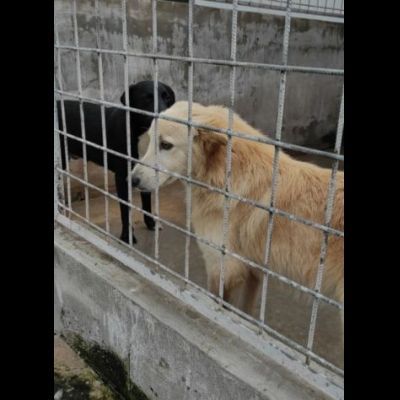 DUCCIO GIOVANE CAGNOLINO IN ADOZIONE - Foto 9
