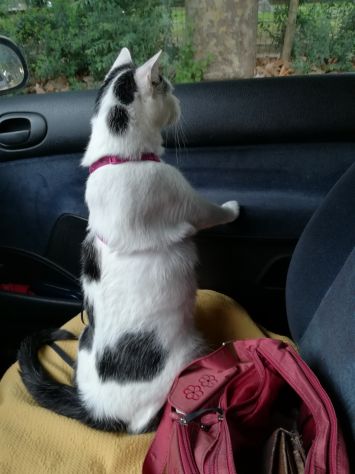 CAT SITTER - Foto 4