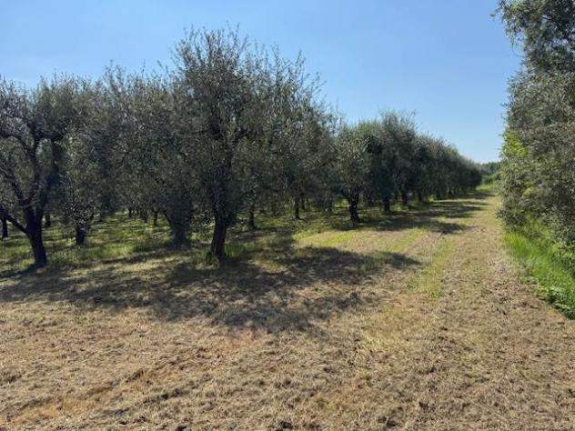 Terreno agricolo in Vendita in zona COLIGNOLA con giardino