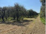 Terreno agricolo in Vendita in zona COLIGNOLA con giardino