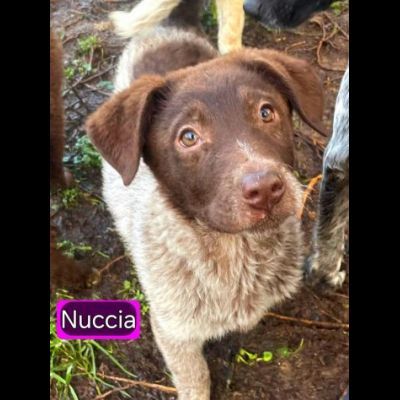 NORMAN NANUK NUCCIA CUCCIOLI IN ADOZIONE - Foto 3