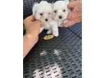 Maltese Toy