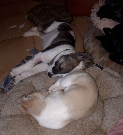 CIRO, un cucciolo meraviglioso - Foto 5