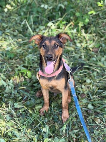DOBBY, cucciolo mix PASTORINO dolcissimo! - Foto 6
