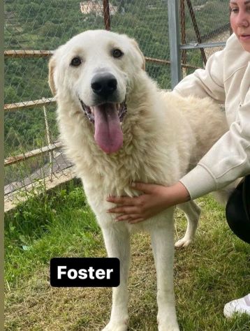 FOSTER cane in adozione - Foto 3