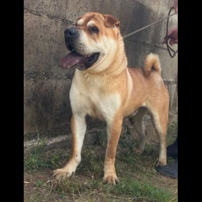 ROCCO SPLENDIDO SHAR PEI CANE IN ADOZIONE