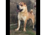 ROCCO SPLENDIDO SHAR PEI CANE IN ADOZIONE