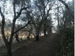 Vendesi terreno agricolo oliveto