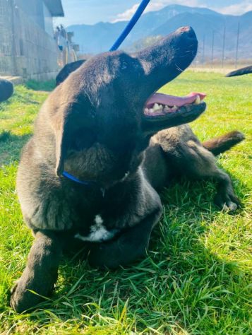 CANE IN ADOZIONE: LEO dolce carbonello - Foto 4
