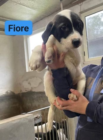 CUCCIOLI IN ADOZIONE - Foto 8