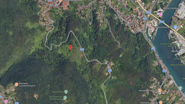 Uliveto in vendita a Ameglia