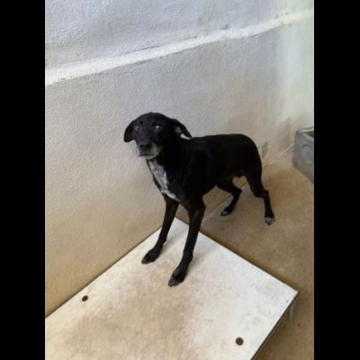 MOZART DOLCEZZA E AVVILIMENTO CANE IN ADOZIONE TG MEDIO CONTENUTA - Foto 7