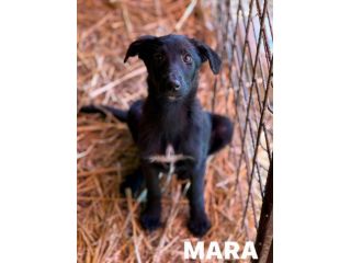 MARA cerca coccole! Cucciola TG MEDIO-PICCOLA.