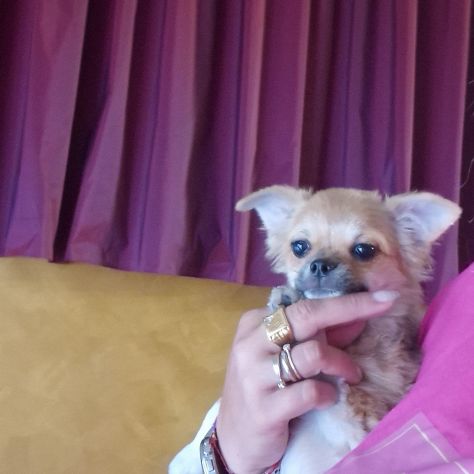 Chihuahua pelo corto crema