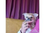Chihuahua pelo corto crema