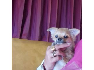 Chihuahua pelo corto crema