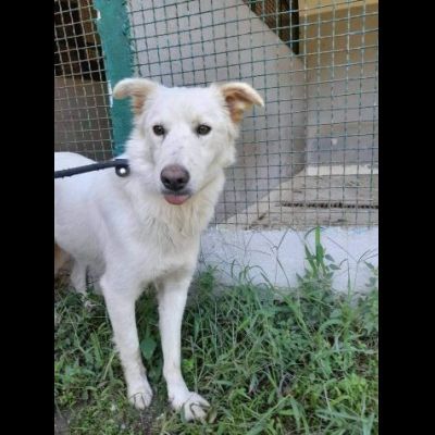 DOROTHY una nuova vita da donarle, cagnolina in adozione - Foto 5