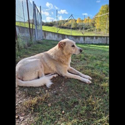 ORSO MAGNIFICO CARATTERE CANE IN ADOZIONE - Foto 6